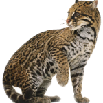 Ubuntu 11.10 To Be Called Oscillating Ocelot?